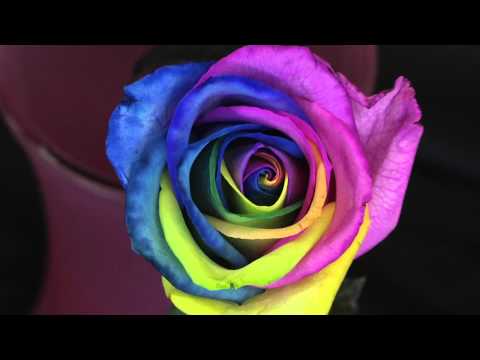 how to dye flowers with food coloring