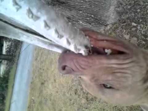 gator pitbull