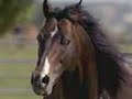 Quarter Horses Quarter Horses