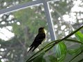 Gontrand chante 2 / Gontrand singing 2 Gontrand chante 2 / Gontrand singing 2