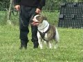 CanineDogProject