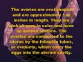 female reproductive organ