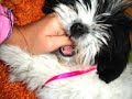 Meg Lhasa Apso