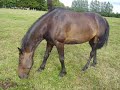 Mullingar Equestrian Center