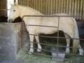 Mullingar Equestrian Center