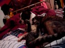 CUTEST EVER Dog and Kitten playing