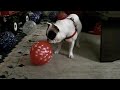 Hobbes and the balloons Hobbes and the balloons