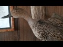 Duck Hunting California\