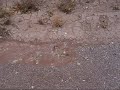Buckhorn Wash Snowmelt