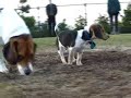 BEAGLES: Linus & Rocky in \"Muttz\"