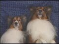 Agility Promo