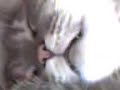 Kitten Dream Kitten Dream
