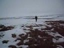 Caribou down