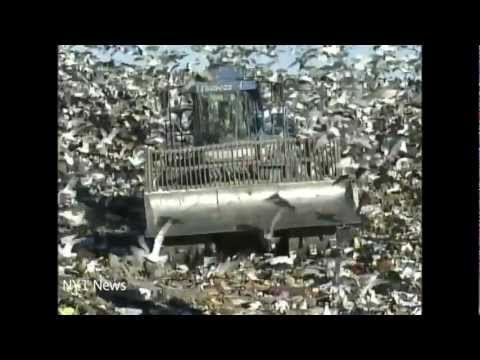 The Fresh Kills Story: From World's Largest Garbage Dump to a World-Class Park