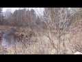 Lakes Region New Hampshire: Sounds Of Spring ...
