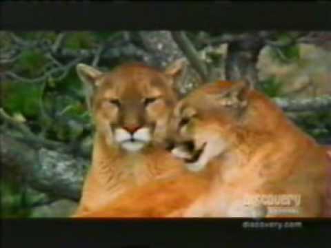 puma