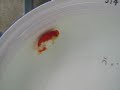 Junior Class Fish Hub Comp 08 - Part 1