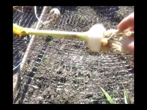 how to harvest elephant garlic