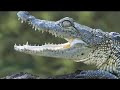 Irreplaceable - Wildlife in a Warming World Irreplaceable - Wildlife in a Warming World