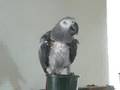 African Gray Sings a song