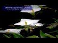 Melody Club7 episodes.mov