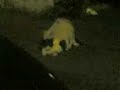 Gatti Zozzi! Gatti Zozzi!