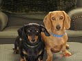 Th Dance of the Dachshunds