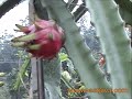Click here to watch this video Bakti Alam Agro Wisata - Pasuruan - East Java