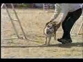 2004 Youngsville, NC agility trial