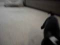 videos de Skeeter was too small to get onto the couch