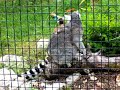 lemur-and-baby.html