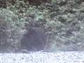 The Alaskan Lawn Mower (Ursus Americanus)
