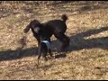 Introducing Pazuzu - Our Evil Brussels Griffon Puppy