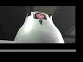 Sparky 2 - Autonomous Telepresence Robot
