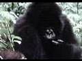 Dian Fossey la amiga de los gorilas 4ª parte