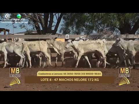 512� LEIL�O VIRTUAL MB LEIL�ES