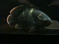 動画:ワイルドオスカー オスカー・ワイルド