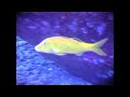 Diving Similan Islands 4