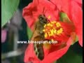 Bee Pollen Bee Pollen