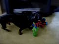 Weiner Man & Squeaky Toy