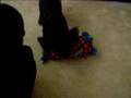 Weiner Man & Squeaky Toy