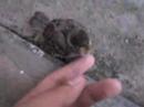 House sparrow House sparrow