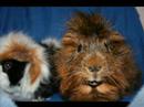 My Guinea pigs and dog! My Guinea pigs and dog!
