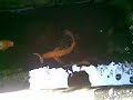 koi pond koi pond