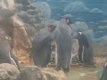 King-penguin & Gentoo-penguin King-penguin & Gentoo-penguin