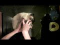 Fugu disassembles his scratching post