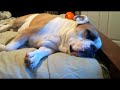 Watch 'English Bulldog Durmiendo y Roncando'
