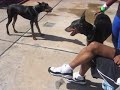 doberman playing
