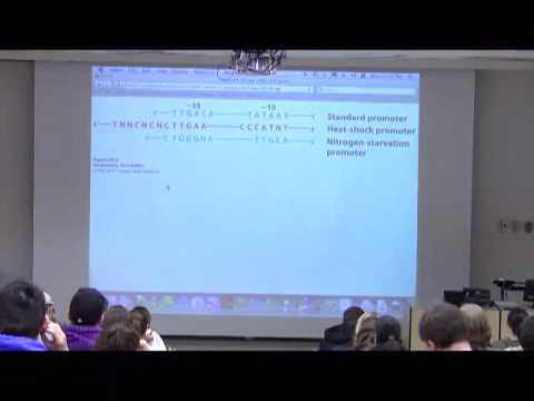 how to turn mrna into trna