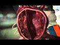 Sport Science: John Brenkus training for the Iron man Triathlon